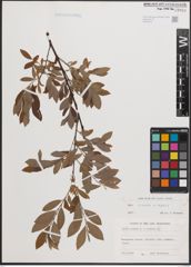 Foto von Salix cinerea L. x Salix repens L.